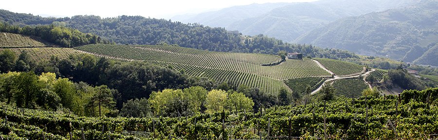 Piemonte is famous for its rolling hillstops with vineyards. This picture is from the area around Cossano Belbo.